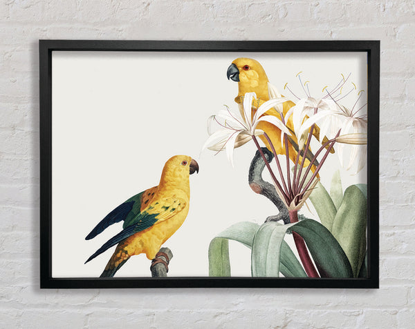 Two Yellow Parrots Framed Print