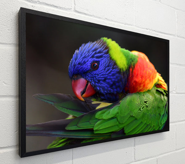 Colourful Parrot Feather Peck