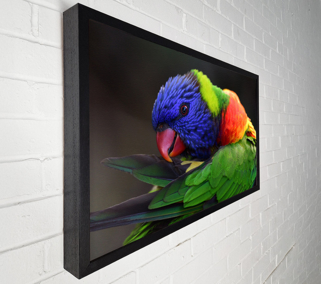  A Canvas Print of Colourful Parrot Feather Peck Canvas Art