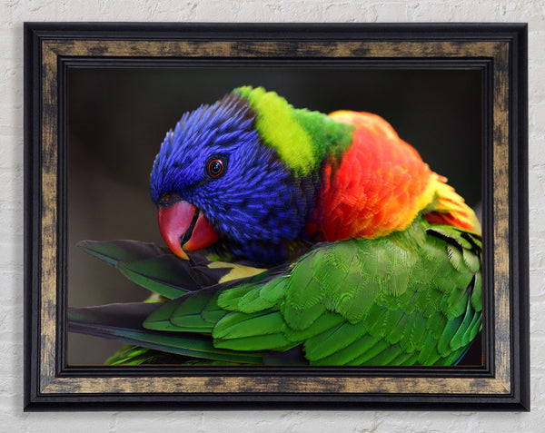 Colourful Parrot Feather Peck Framed Print
