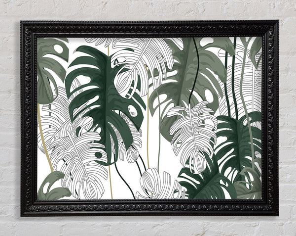 Cheese Plant Leaves Framed Print