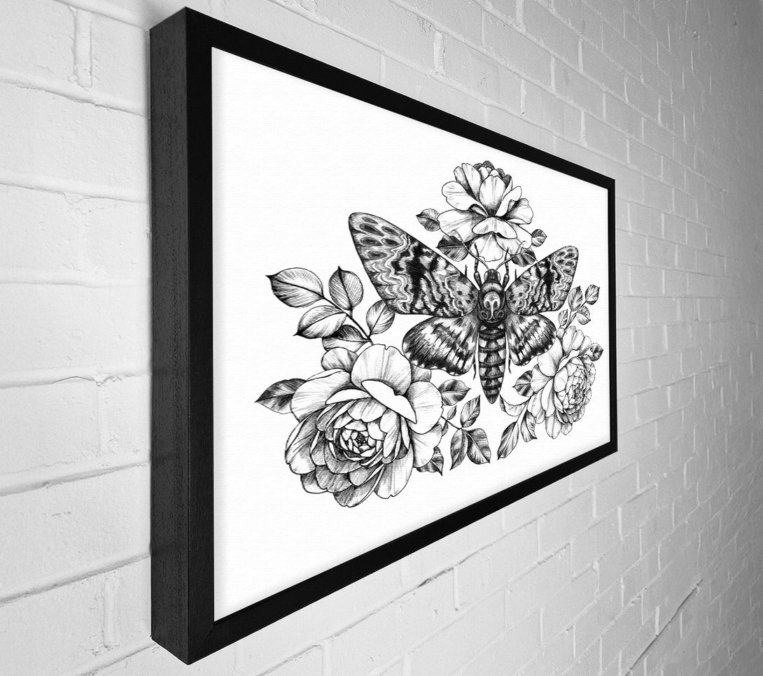  A Canvas Print of Death Head Moth Canvas Wall Art