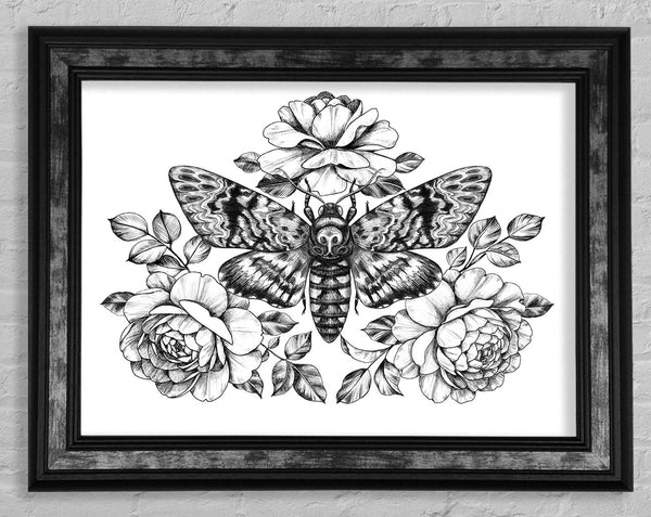 Death Head Moth Framed Print