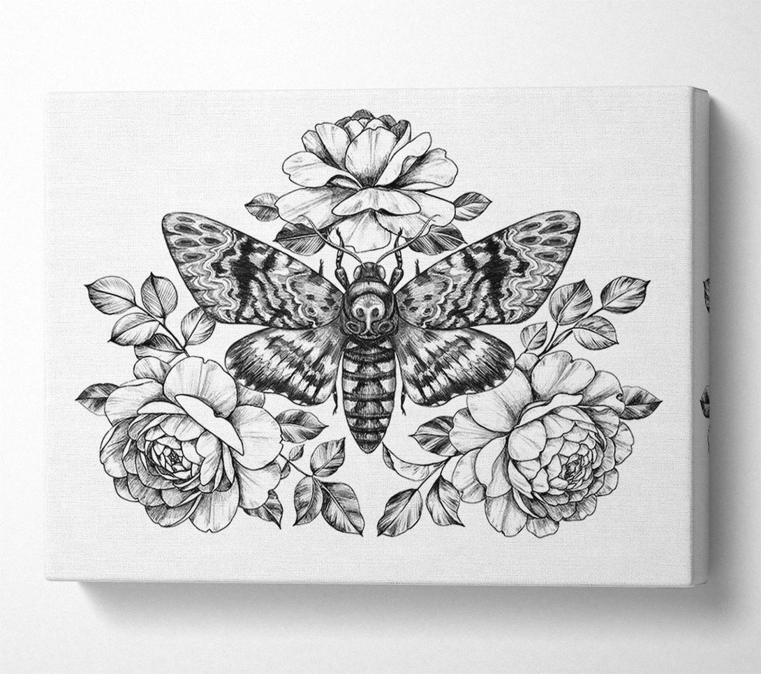  A Canvas Print of Death Head Moth Canvas Wall Art