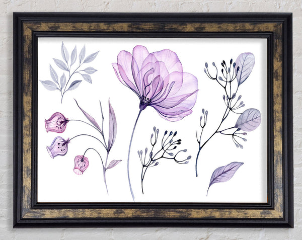 Small Lilac Crocus Illustration Framed Print