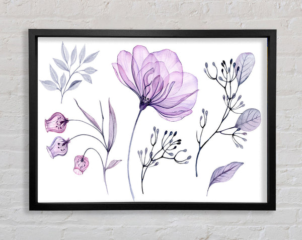 Small Lilac Crocus Illustration Framed Print