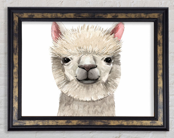 Llama Drama Framed Print