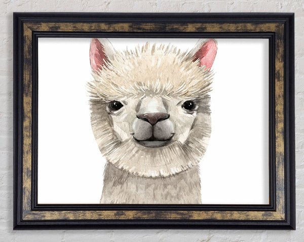 Llama Drama Framed Print