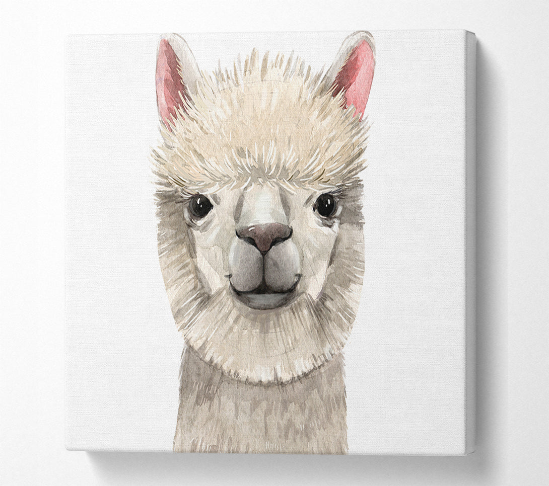  A Canvas Print of Llama Drama Canvas Print