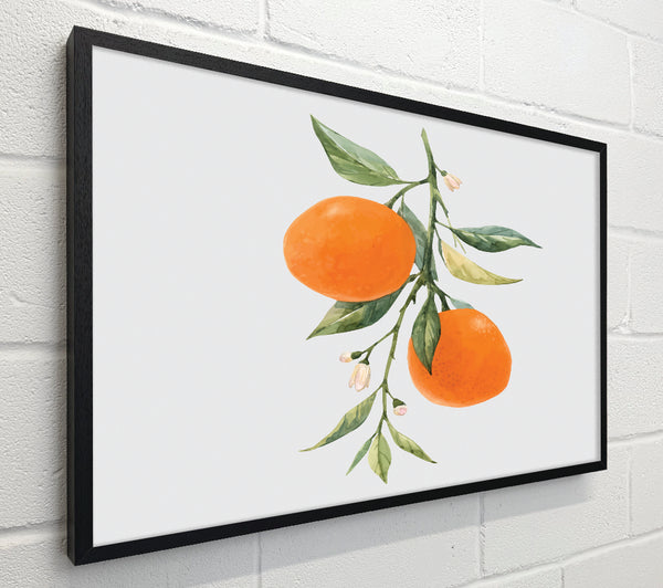 Oranges Fresh On The Branch