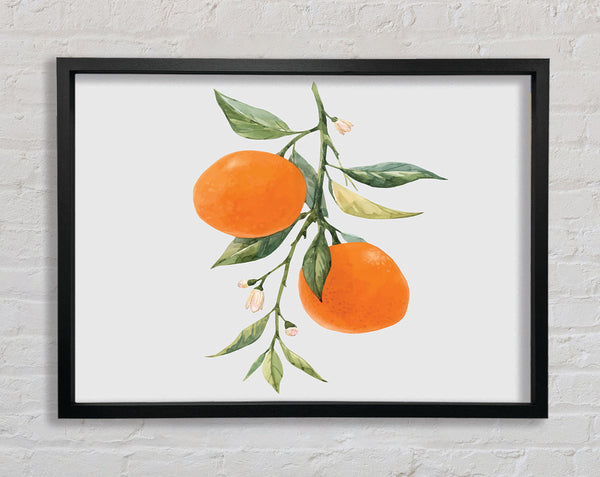 Oranges Fresh On The Branch Framed Print