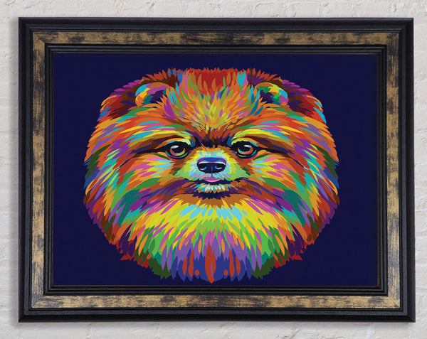 Big Fluffy Pomeranian Framed Print