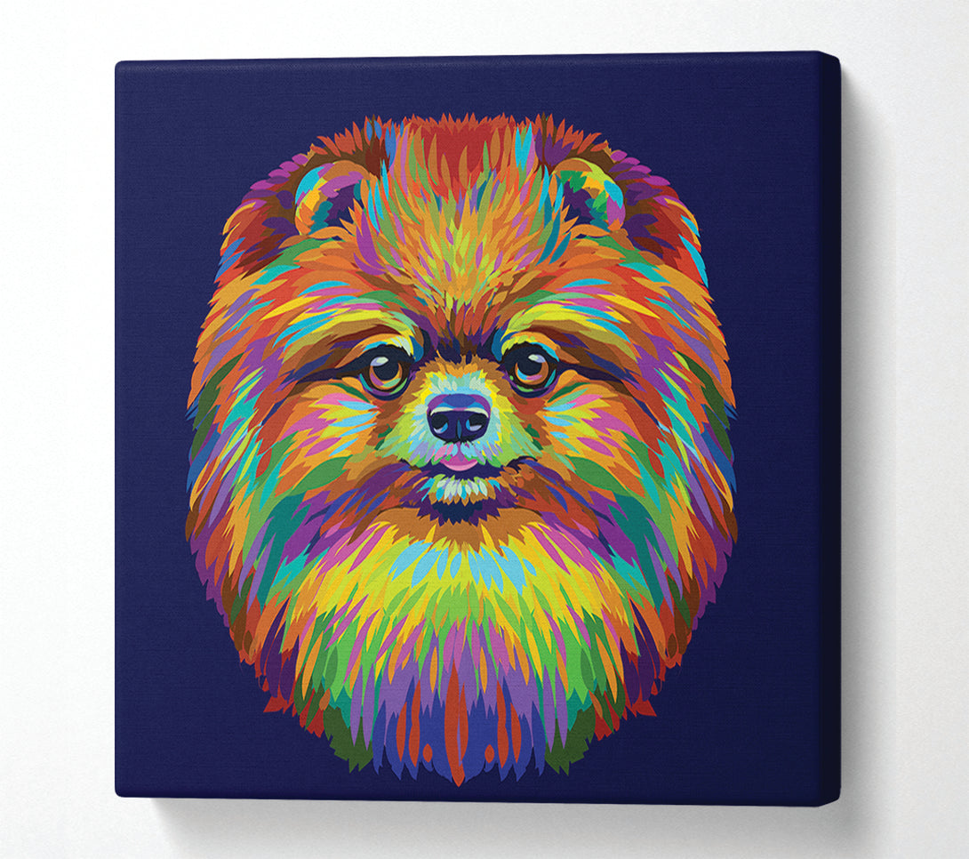  A Canvas Print of Big Fluffy Pomeranian Canvas Art
