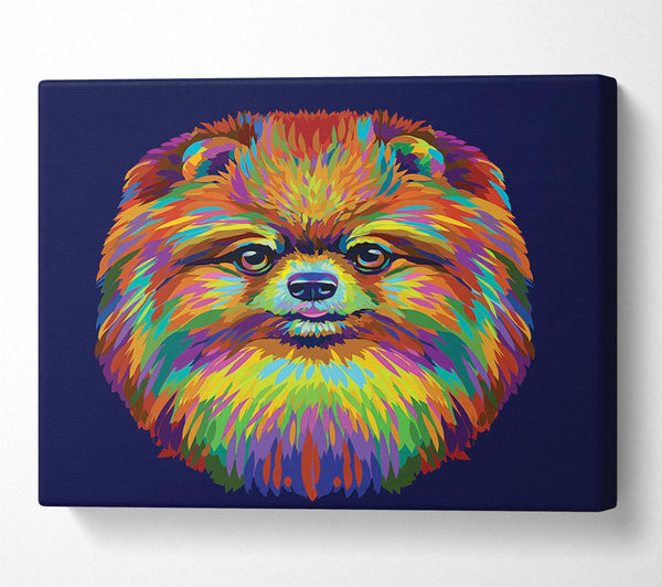  A Canvas Print of Big Fluffy Pomeranian Canvas Art