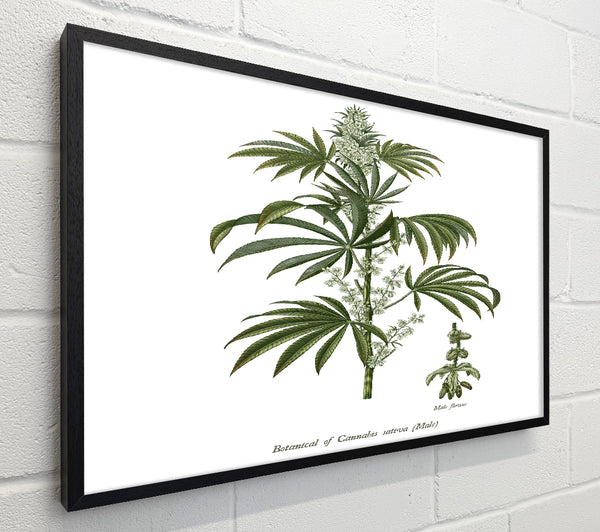 National History Botanics