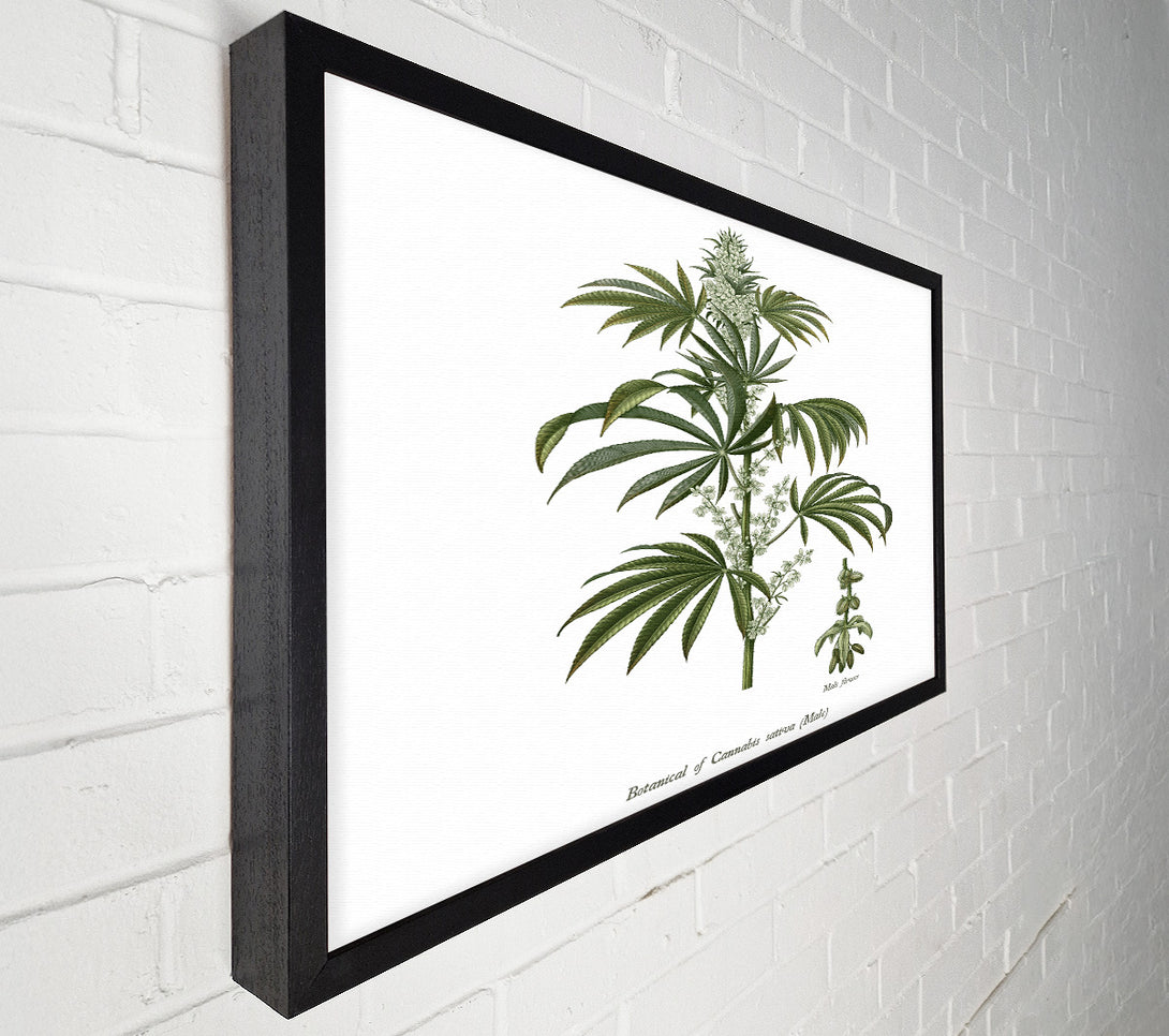  A Canvas Print of National History Botanics Canvas Wall Art