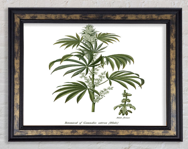 National History Botanics Framed Print