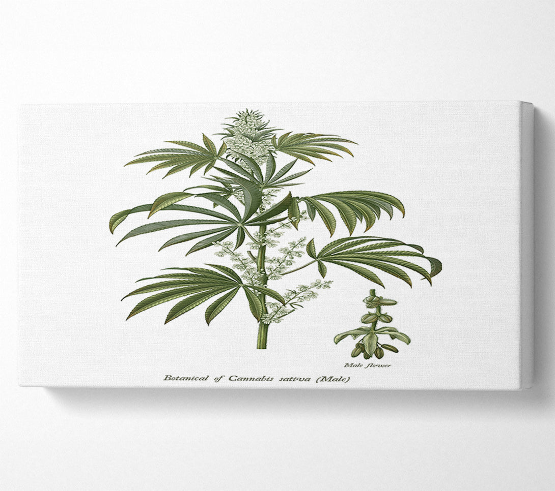  A Canvas Print of National History Botanics Canvas Wall Art