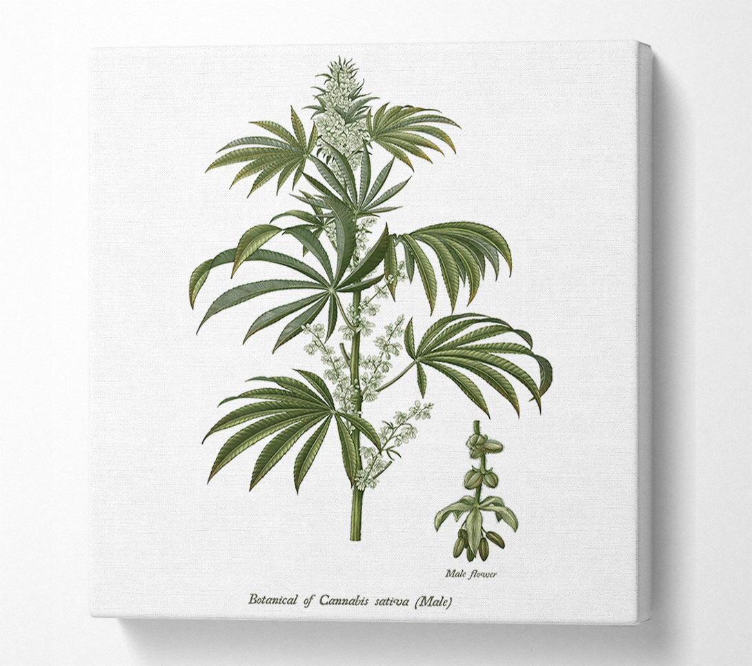  A Canvas Print of National History Botanics Canvas Wall Art