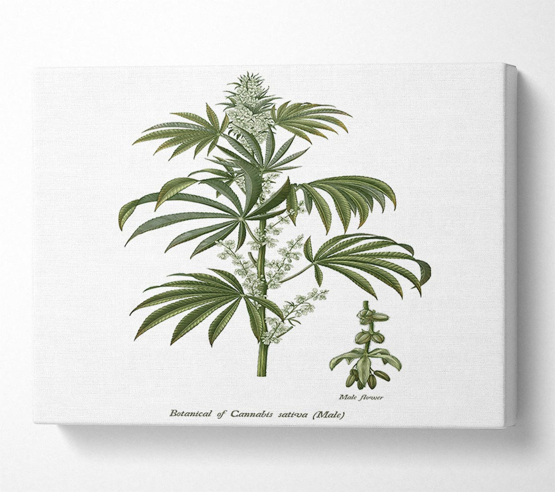  A Canvas Print of National History Botanics Canvas Wall Art