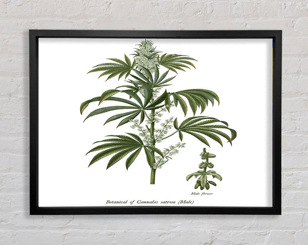 National History Botanics Framed Print