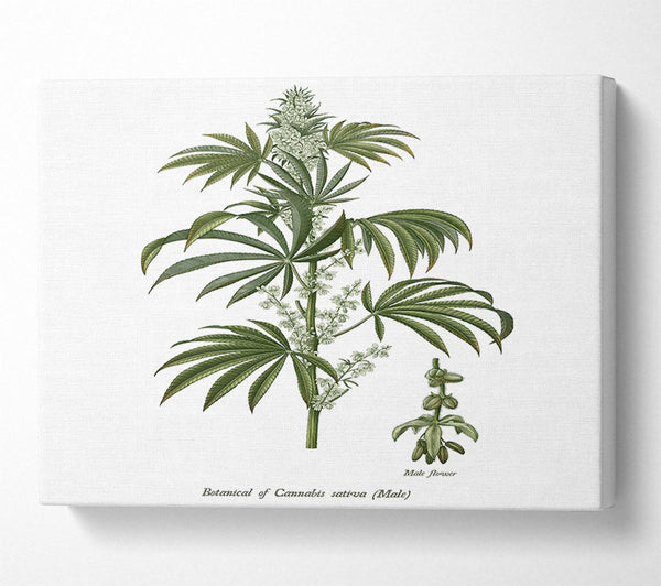  A Canvas Print of National History Botanics Canvas Wall Art