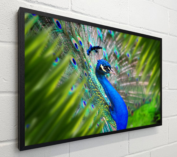 A Peacocks View
