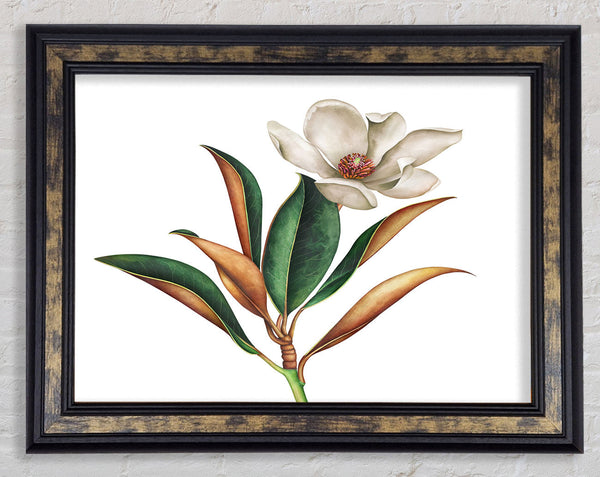 British Flower Illustration Framed Print