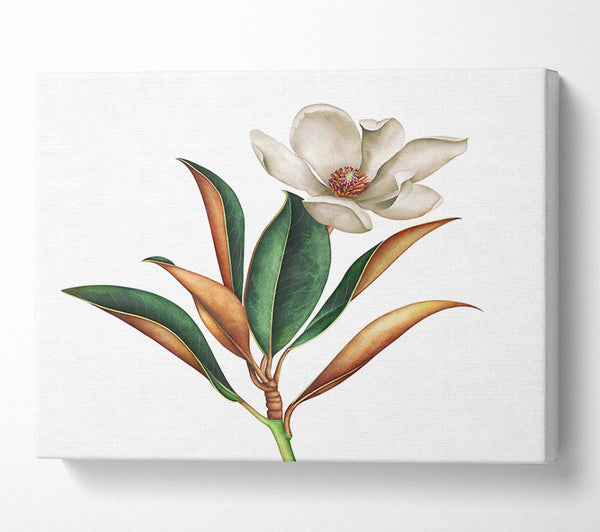  A Canvas Print of British Flower Illustration Canvas Wall Art