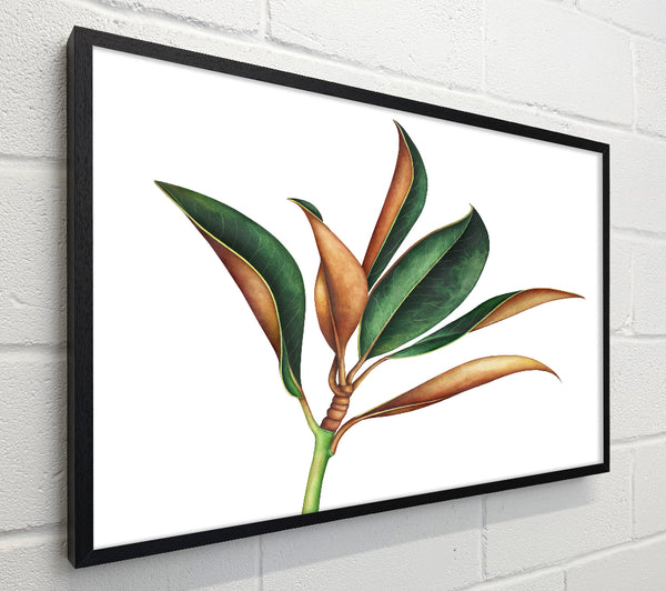 The Plant Drawing