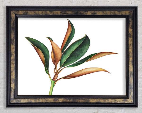 The Plant Drawing Framed Print