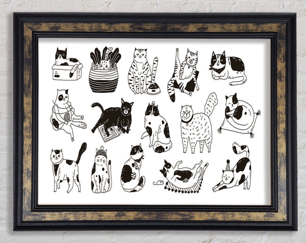 Collection Of Funny Cats
