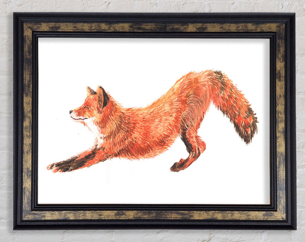The Fox Crouching Framed Print