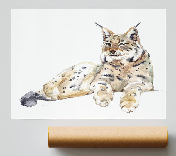 Lynx Laying Down Print