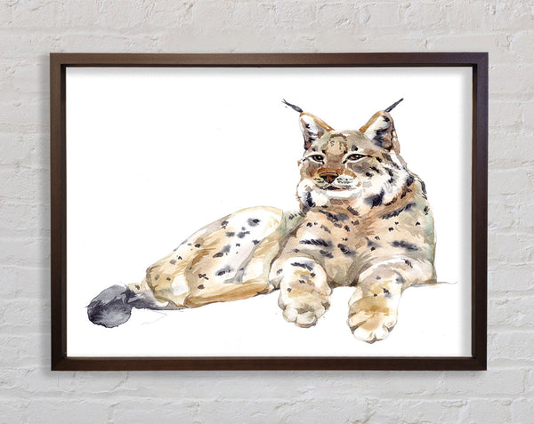 Lynx Laying Down Framed Print