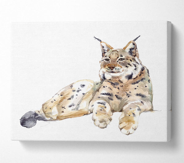  A Canvas Print of Lynx Laying Down Canvas Art