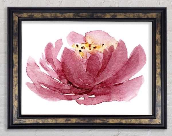 The Pink Flower Opening Framed Print