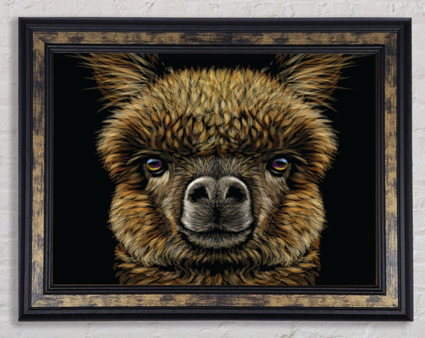 Alpaca Up Close Framed Print