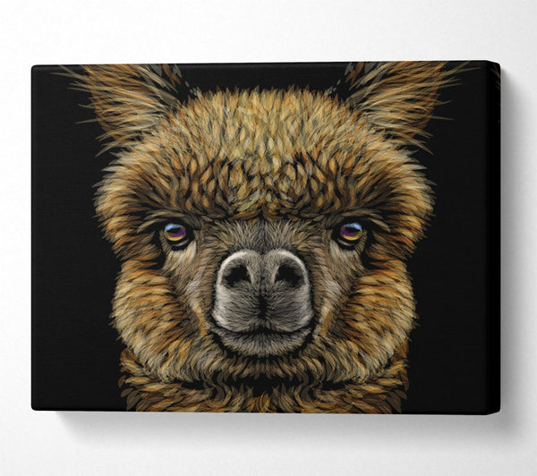  A Canvas Print of Alpaca Up Close Canvas Art