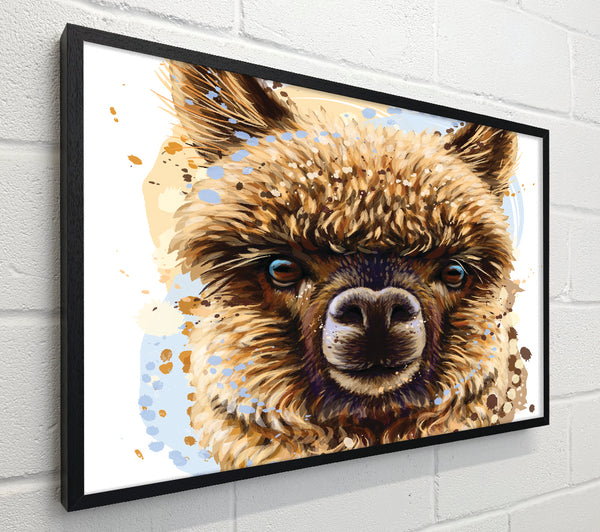 Alpaca Stare