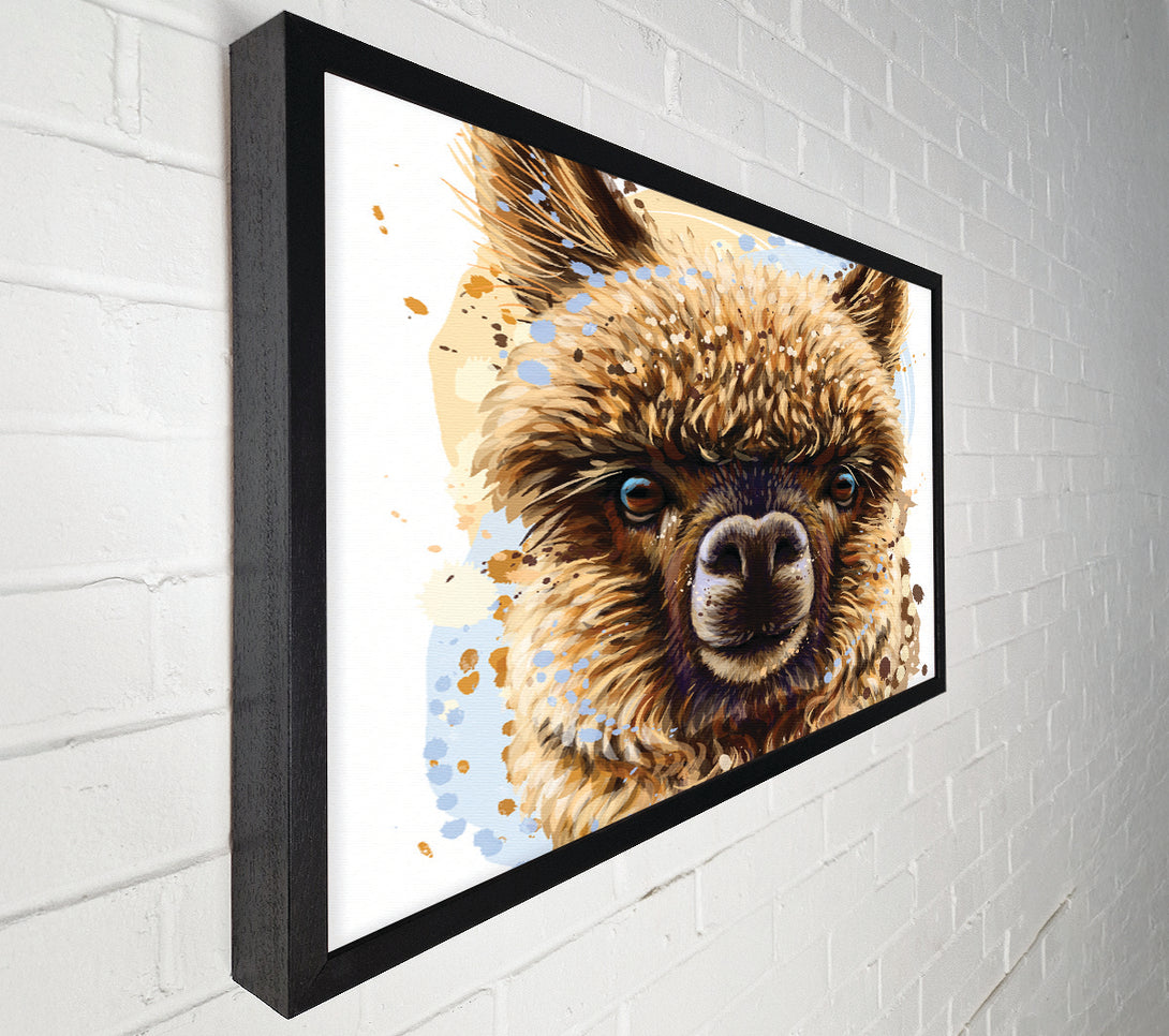  A Canvas Print of Alpaca Stare Canvas Print