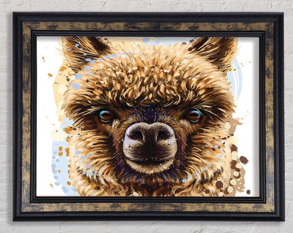 Alpaca Stare Framed Print