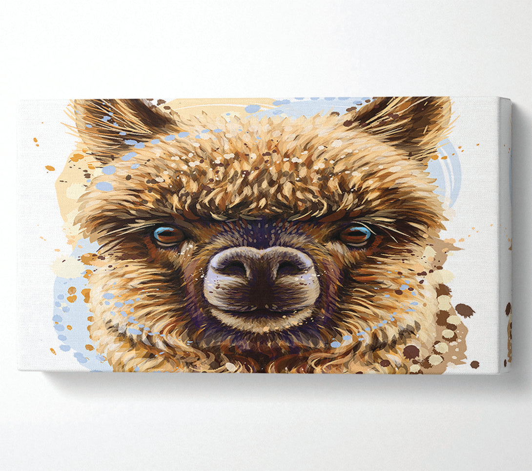  A Canvas Print of Alpaca Stare Canvas Print
