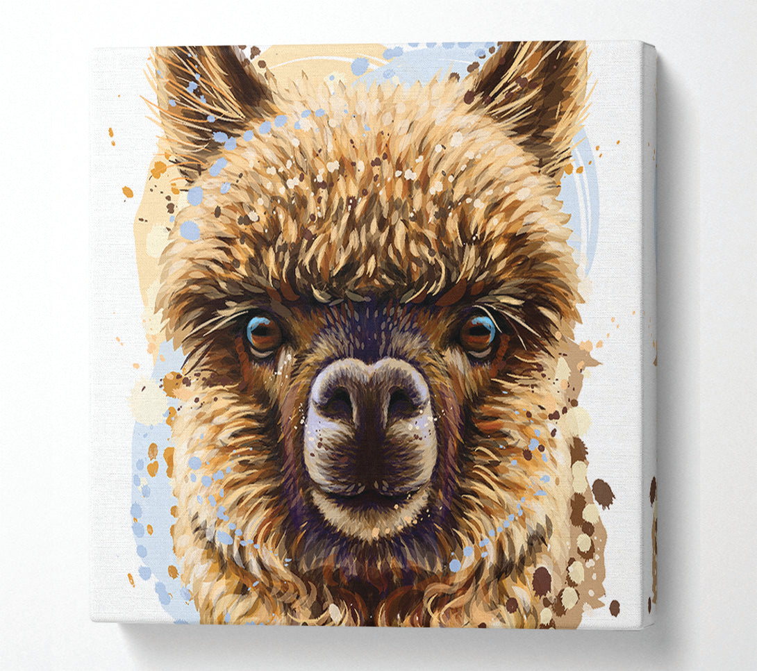  A Canvas Print of Alpaca Stare Canvas Print