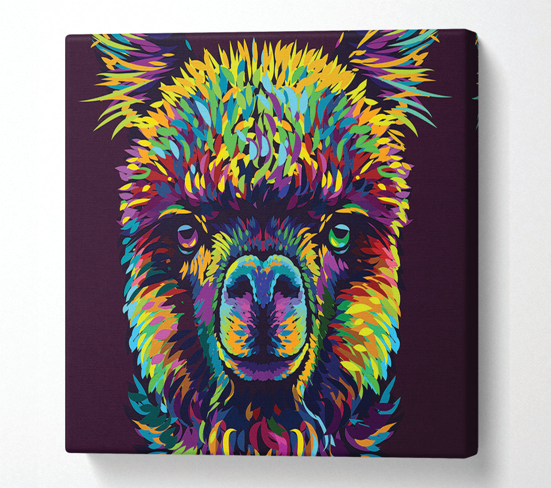  A Canvas Print of Alpaca In Colour Canvas Art