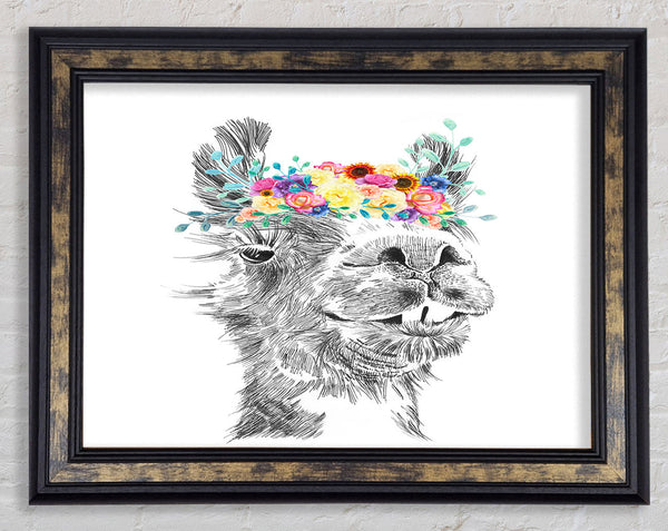 The Pretty Camel Framed Print