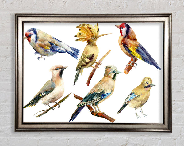 Birds Of Beauty 2 Framed Print