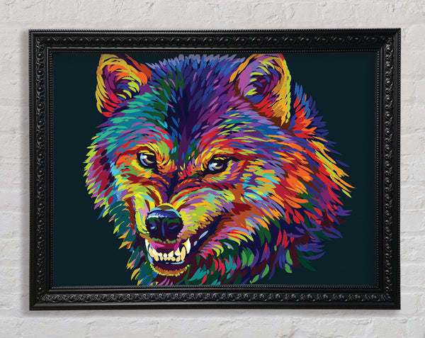 Growling Wolf Colour Framed Print