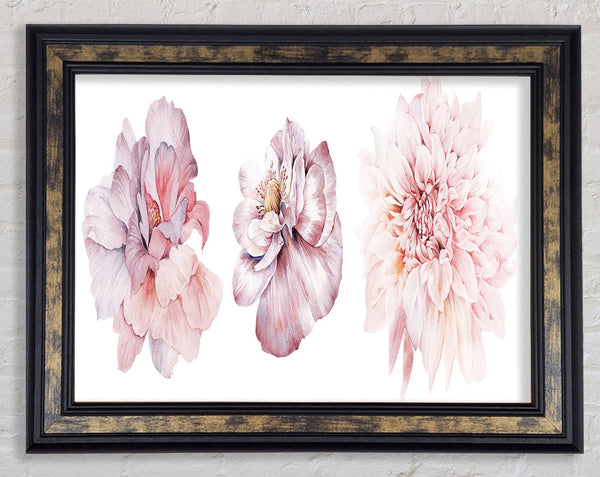 Three Pink Flower Beauty Framed Print