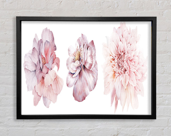 Three Pink Flower Beauty Framed Print